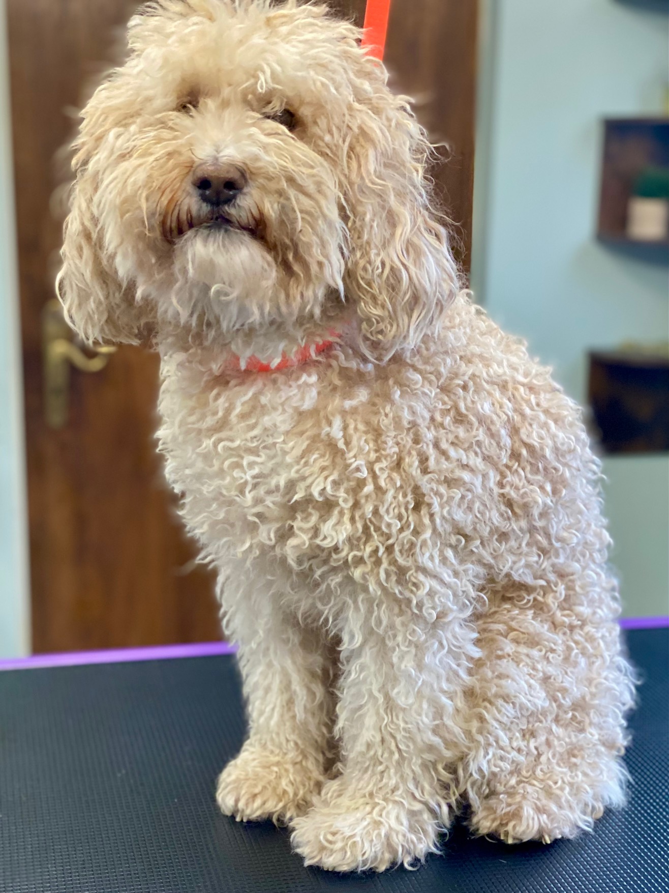 Cockapoo vorher