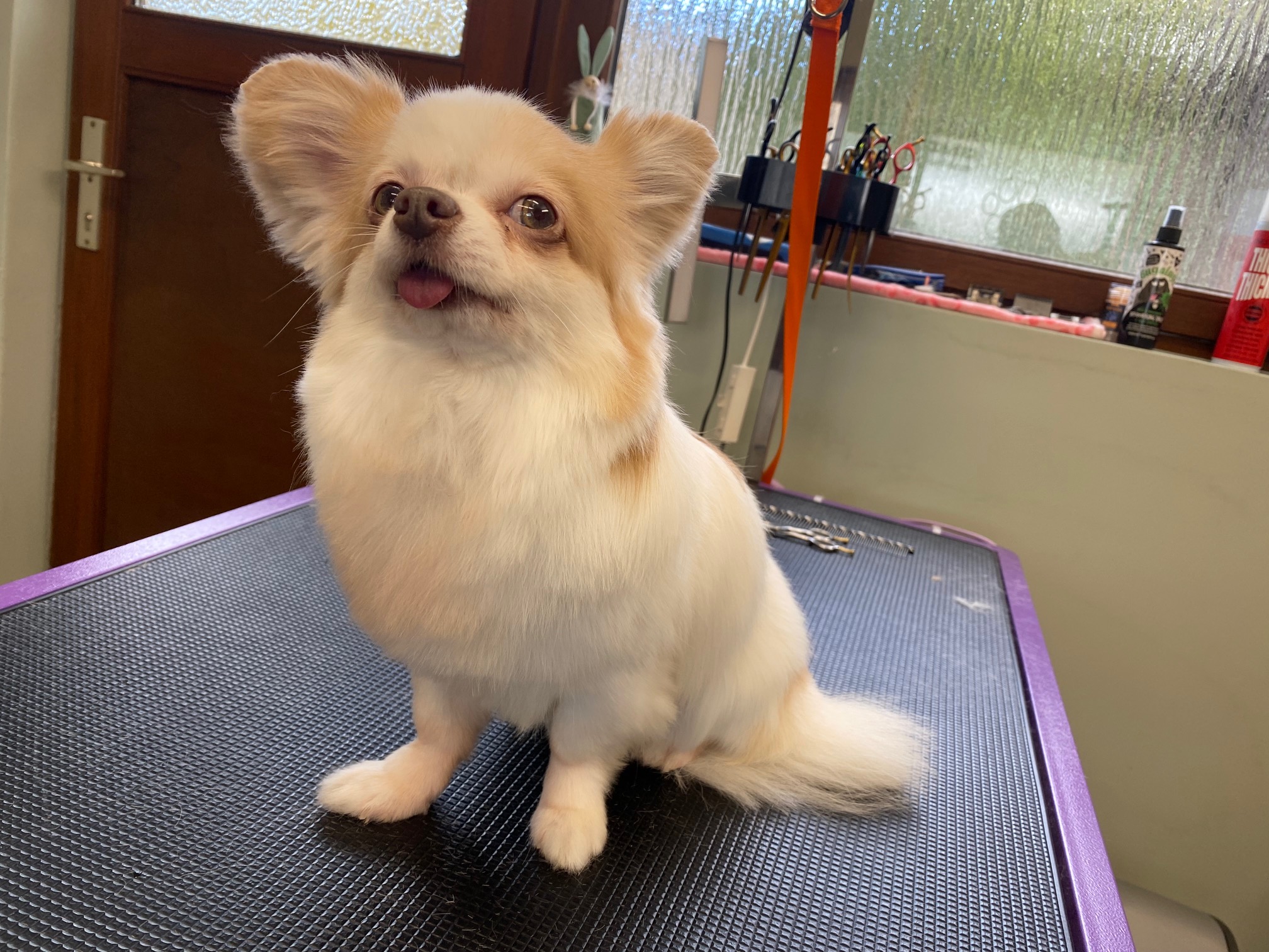 Pomeranian nach der Pflege
