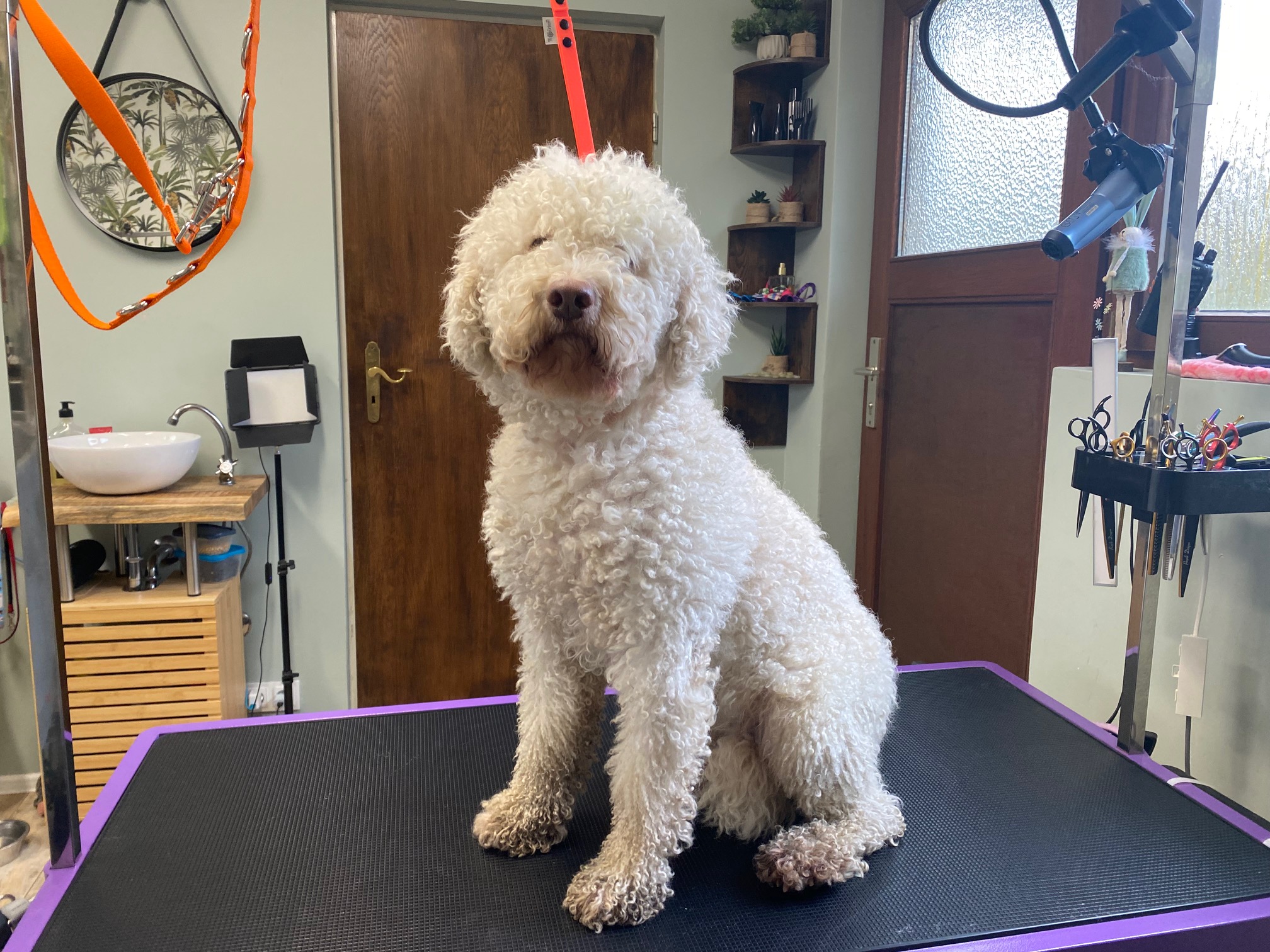 Lagotto