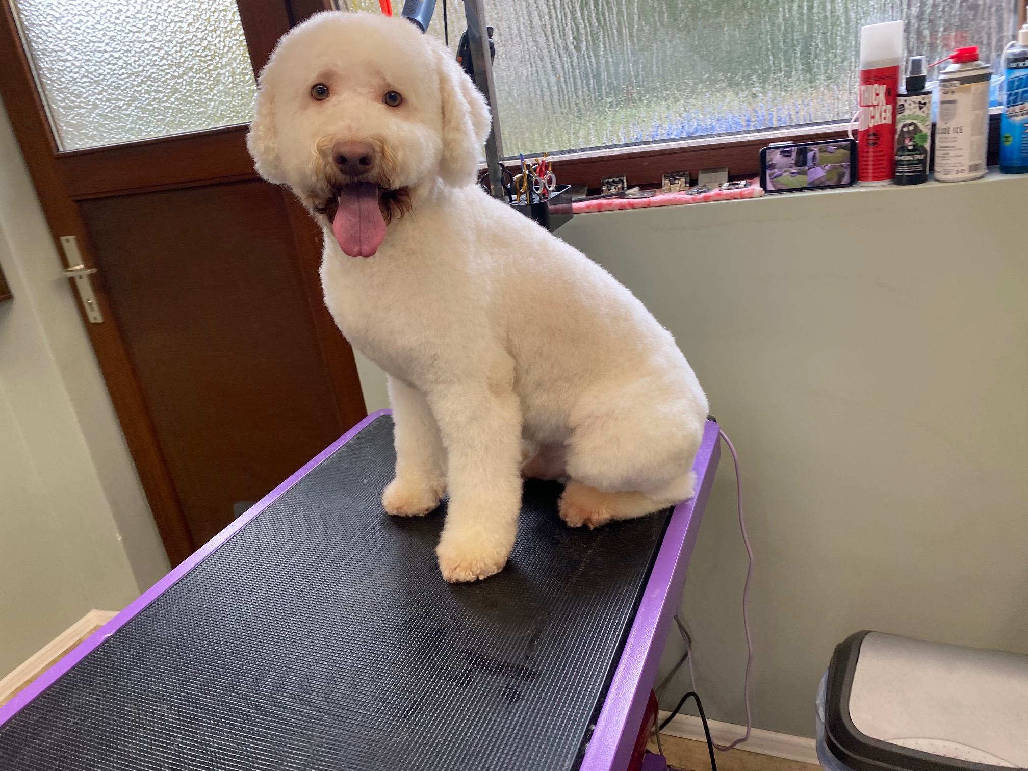 Lagotto Romagnolo