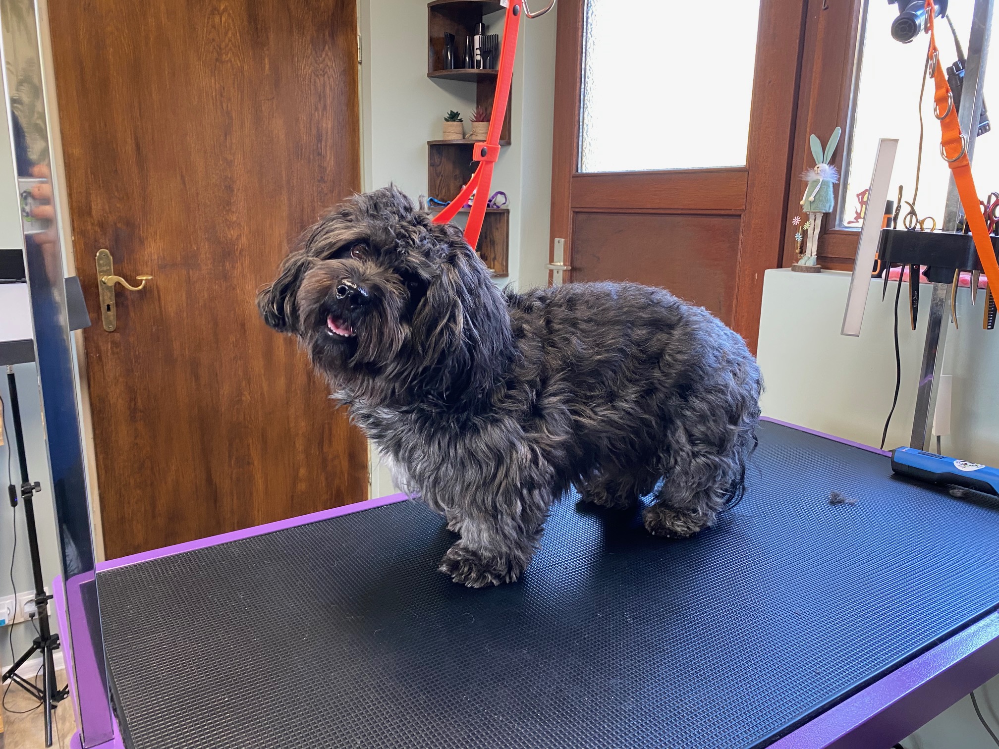 Shih Tzu nach der Pflege