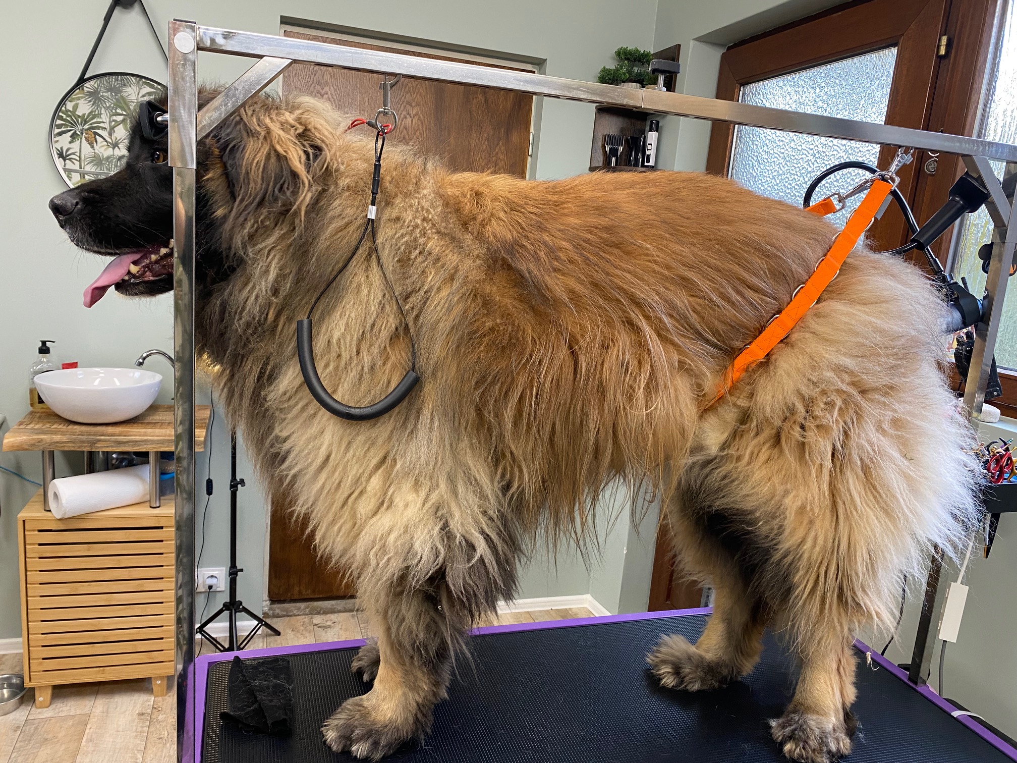 Leonberger