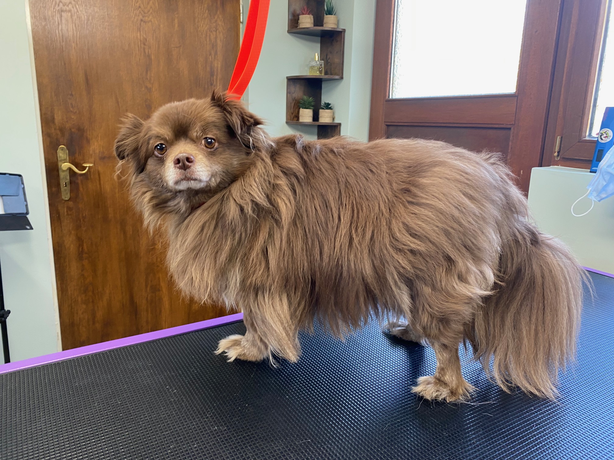 Chihuahua-Mix vorher