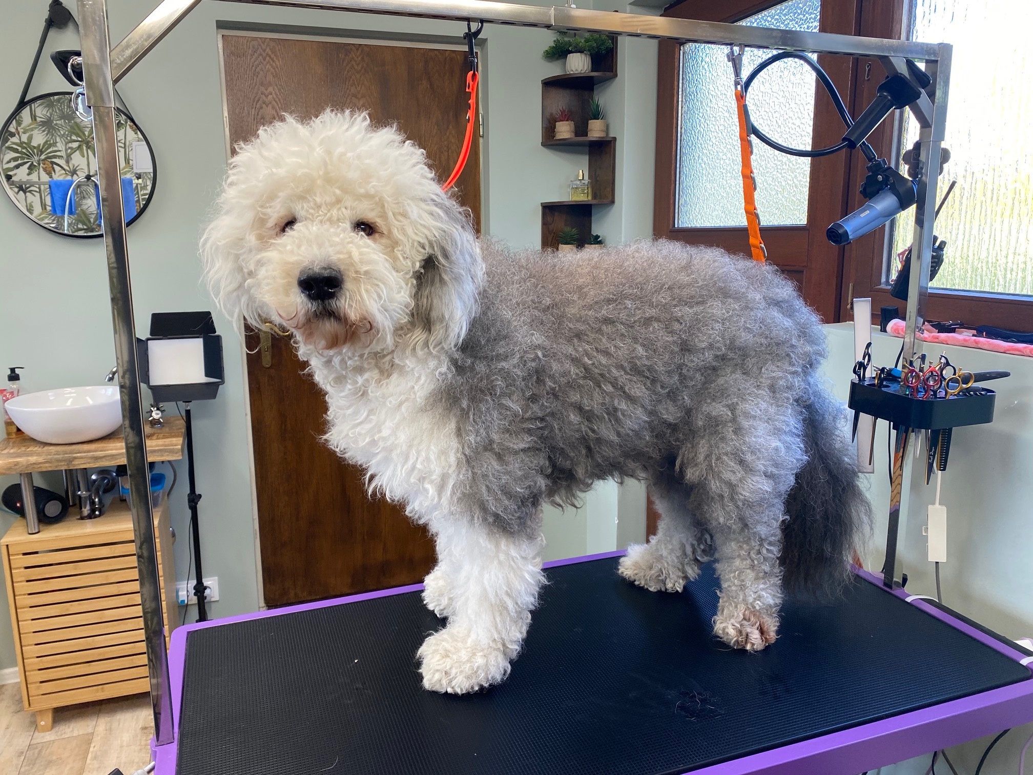 Old English Sheepdog